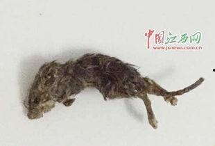 穷人养鼠大法娱乐吃瓜,趣味养鼠，吃瓜乐趣无限