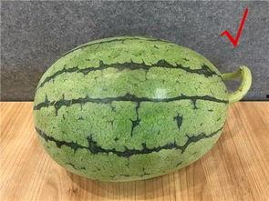 这几年吃的娱乐瓜,盘点近年热门娱乐瓜