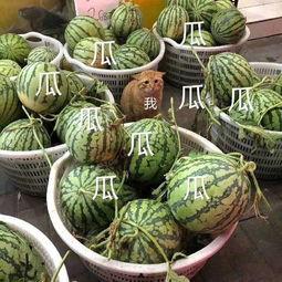 吃瓜娱乐头像图片,揭秘吃瓜娱乐头像背后的趣味世界